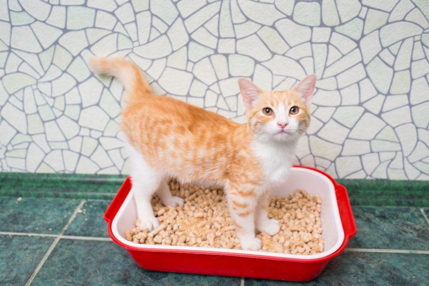 kot korzysta z kuwety