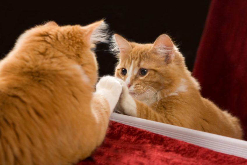 Rudy kot i jego odbicie lustrzane