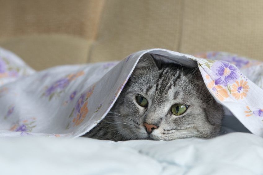 Kot leży na łóżku pod kocem