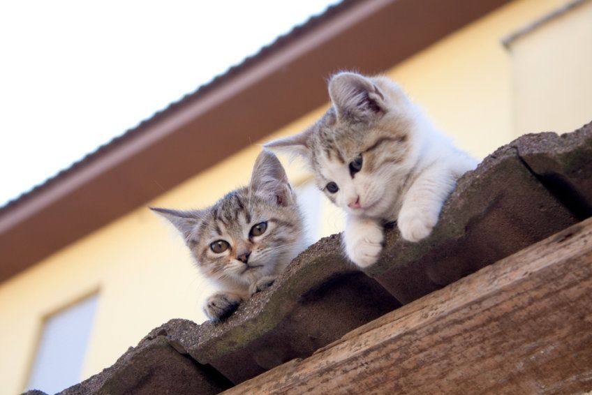 dwa koty na dachu