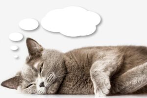 co takiego myślą o nas koty