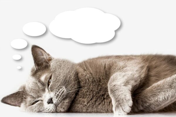 co takiego myślą o nas koty