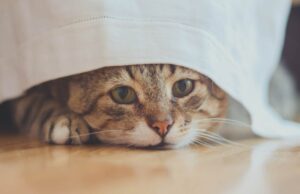 biegunka stresowa u kota