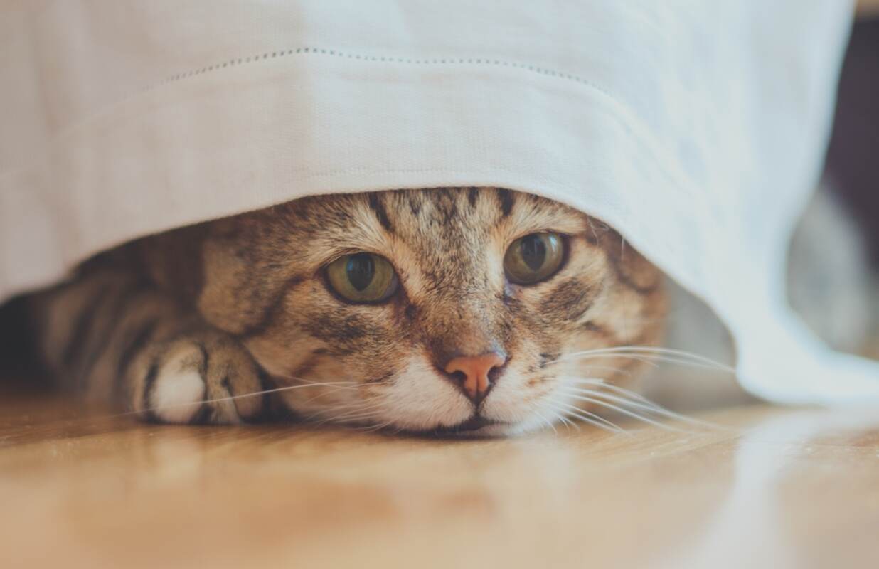 biegunka stresowa u kota