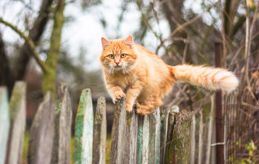 czy kot zawsze spada na cztery łapy