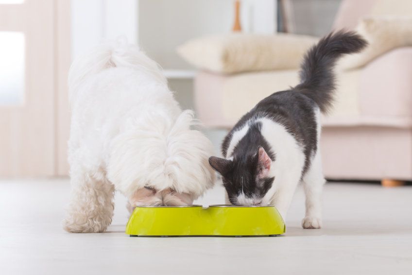 pies i kot jedzą razem