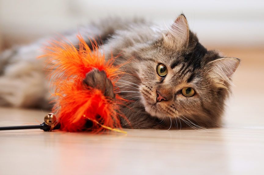 jak bawić się z kotem