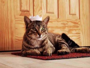 przykazania dla opiekuna kota