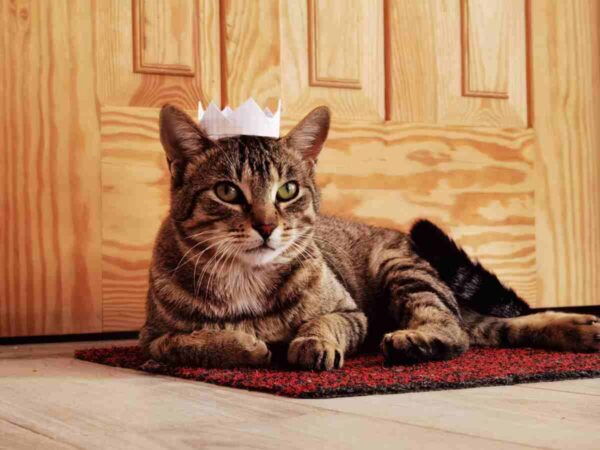 przykazania dla opiekuna kota