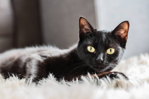 warto adoptować czarne koty