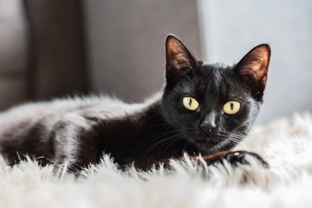 warto adoptować czarne koty