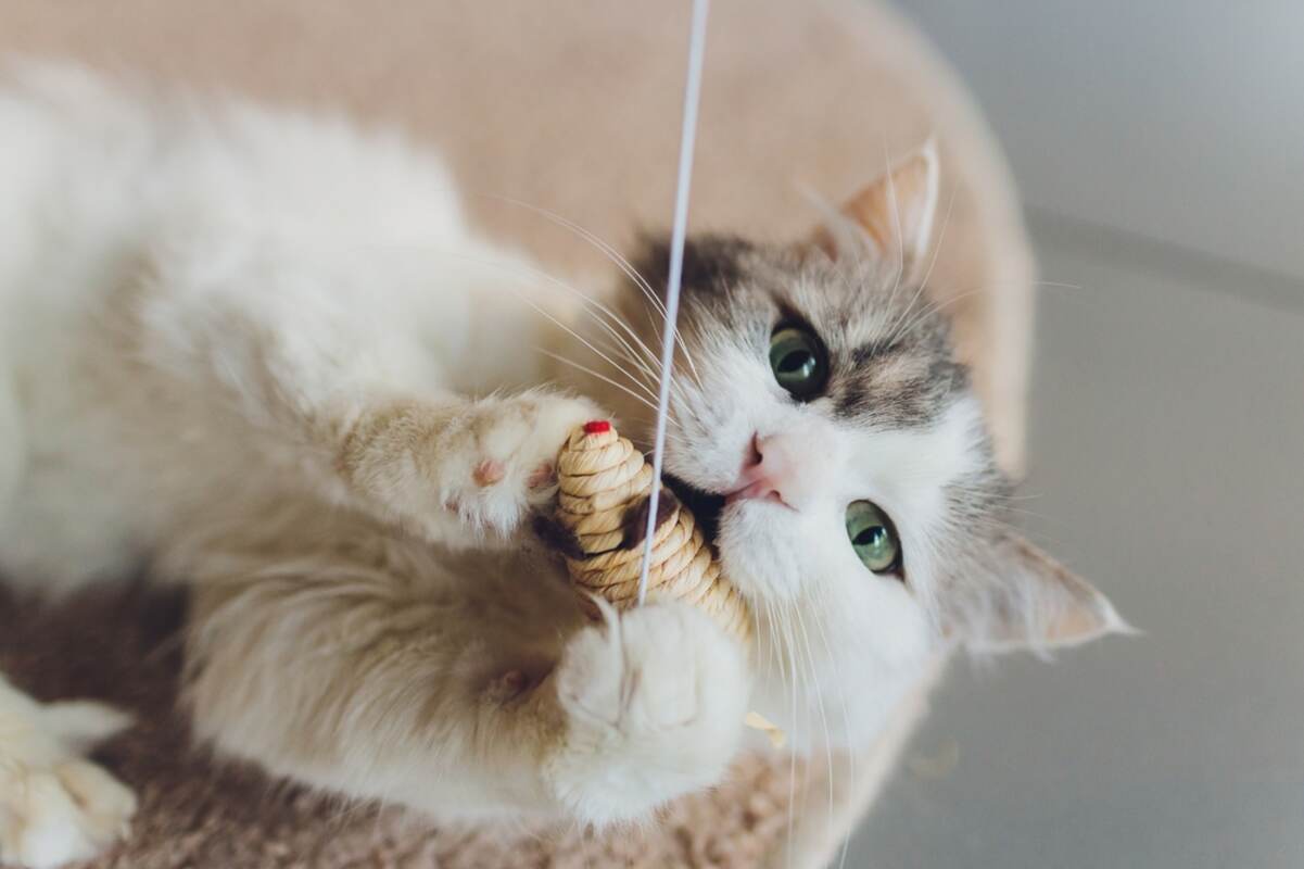 5 ulubionych kocich zabaw