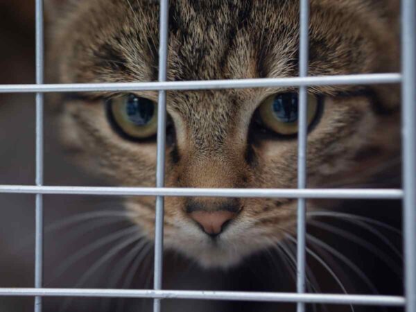 adoptuj kota wirtualnie