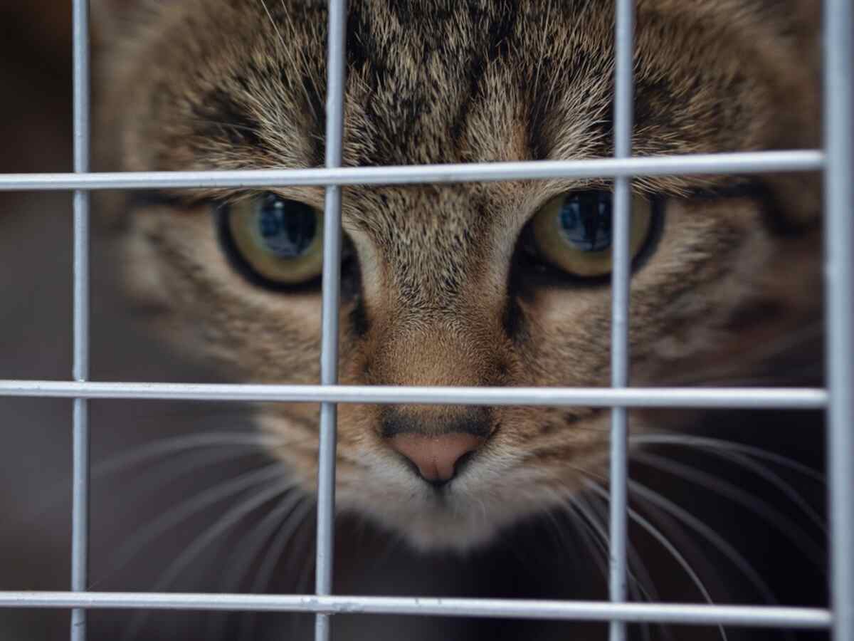 adoptuj kota wirtualnie