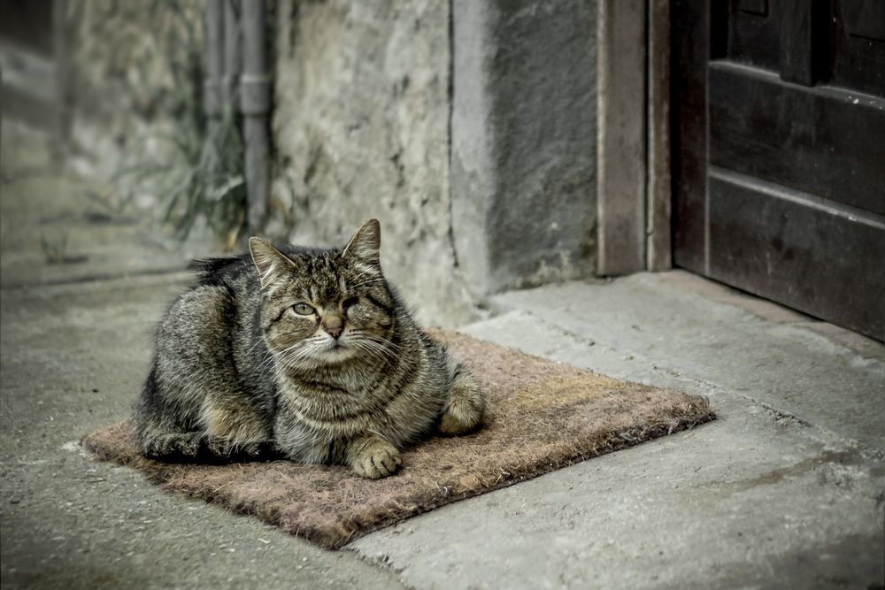 kot pod drzwiami