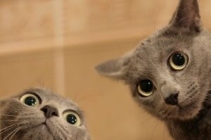 filmik z kotem, zabawne koty