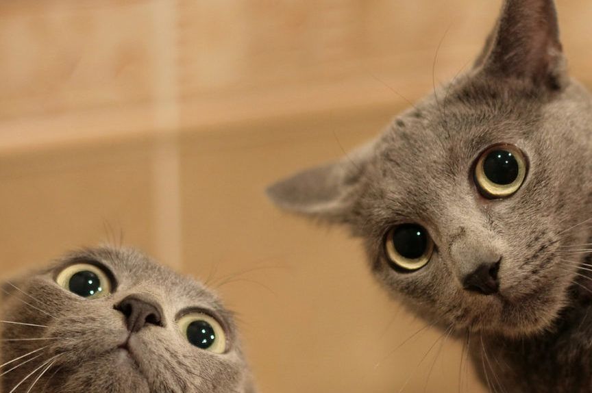 filmik z kotem, zabawne koty