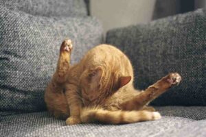 dlaczego kot liże się pod ogonem