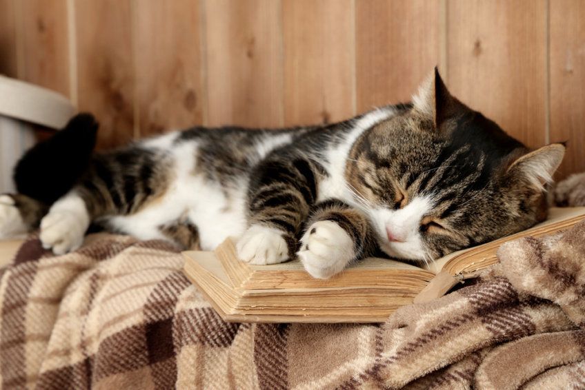 kot leży na książce