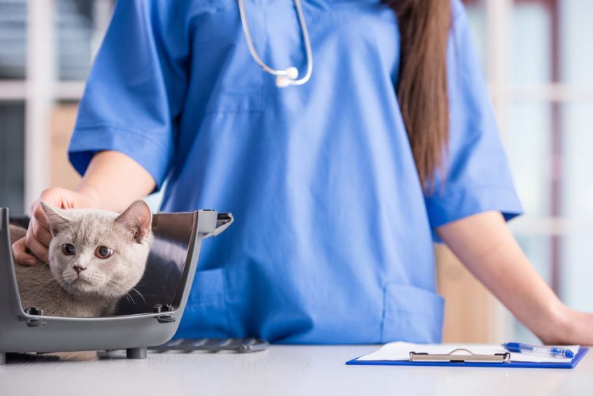 weterynarz trzyma kota za kark