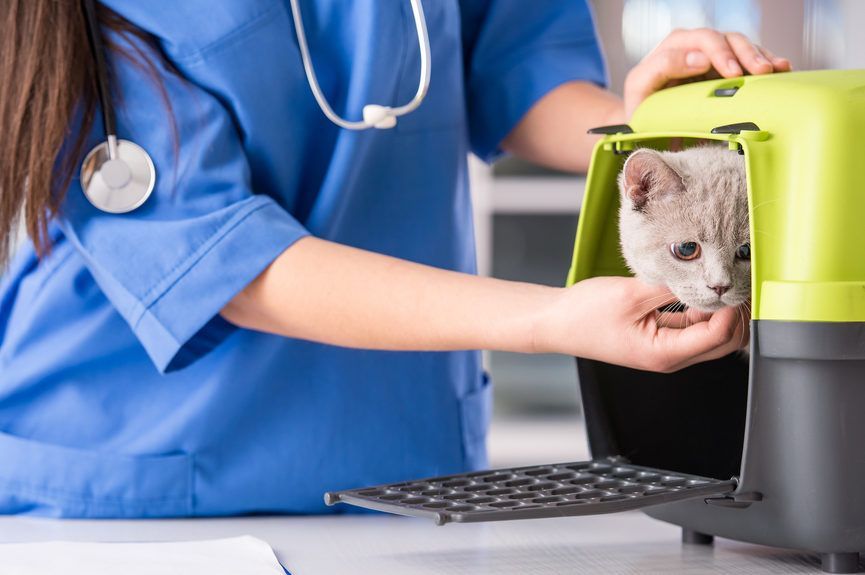 kot u weterynarza