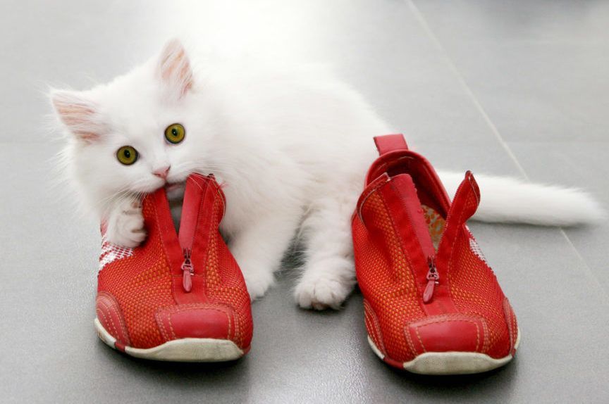 kot gryzie buty