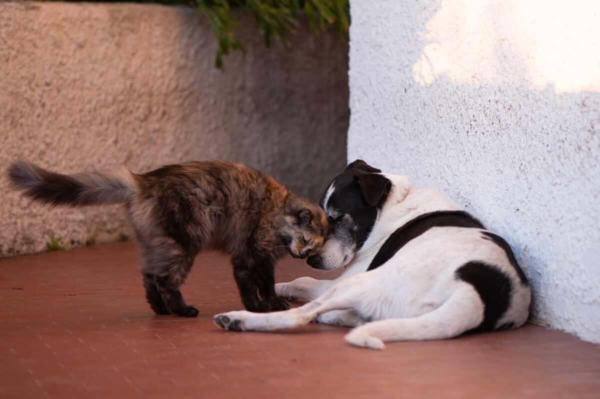światowy dzień zwierząt
