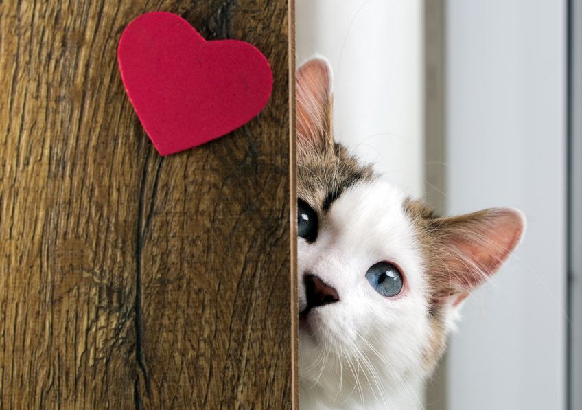 kot z sercem