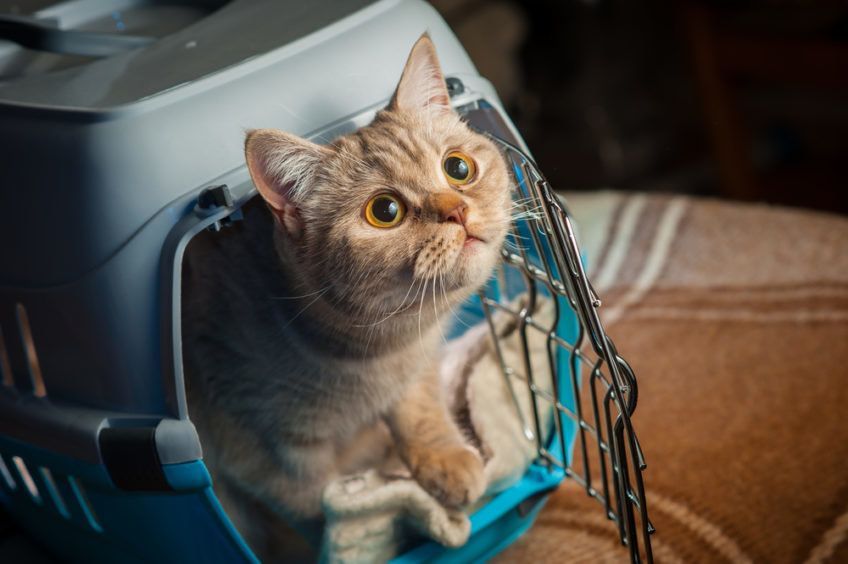 Kot w transporterku