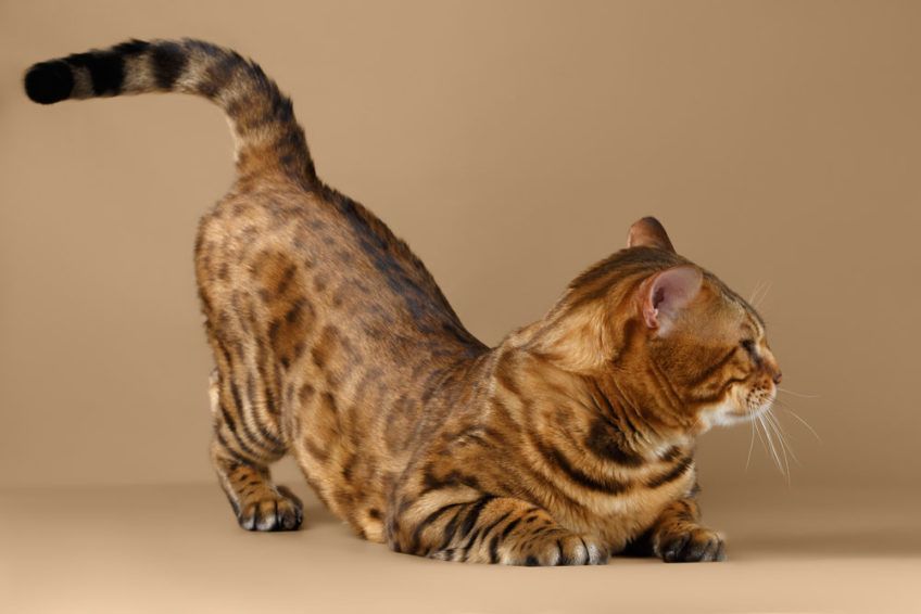 kot podnosi tyłek do góry