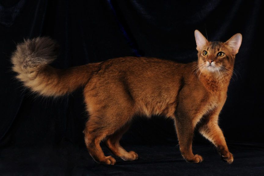 kot somalijski somali cat