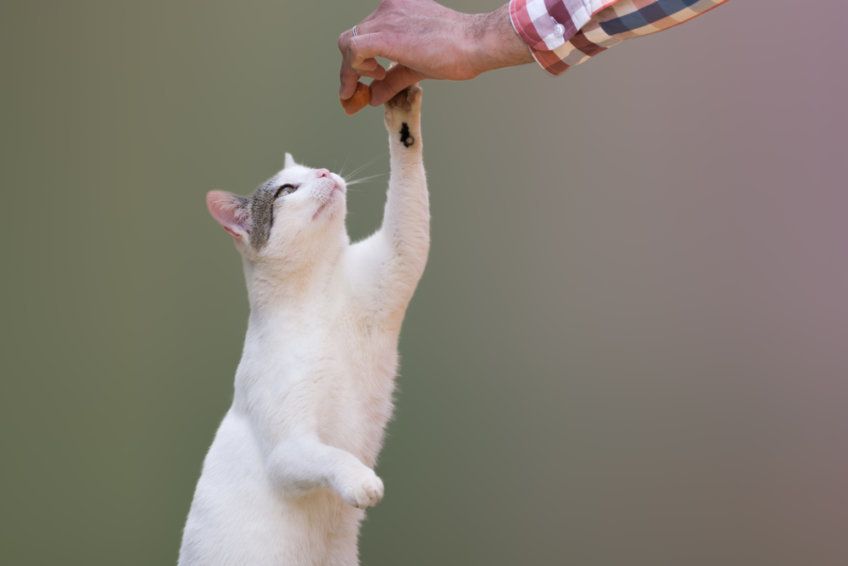 smakołyki motywują kota