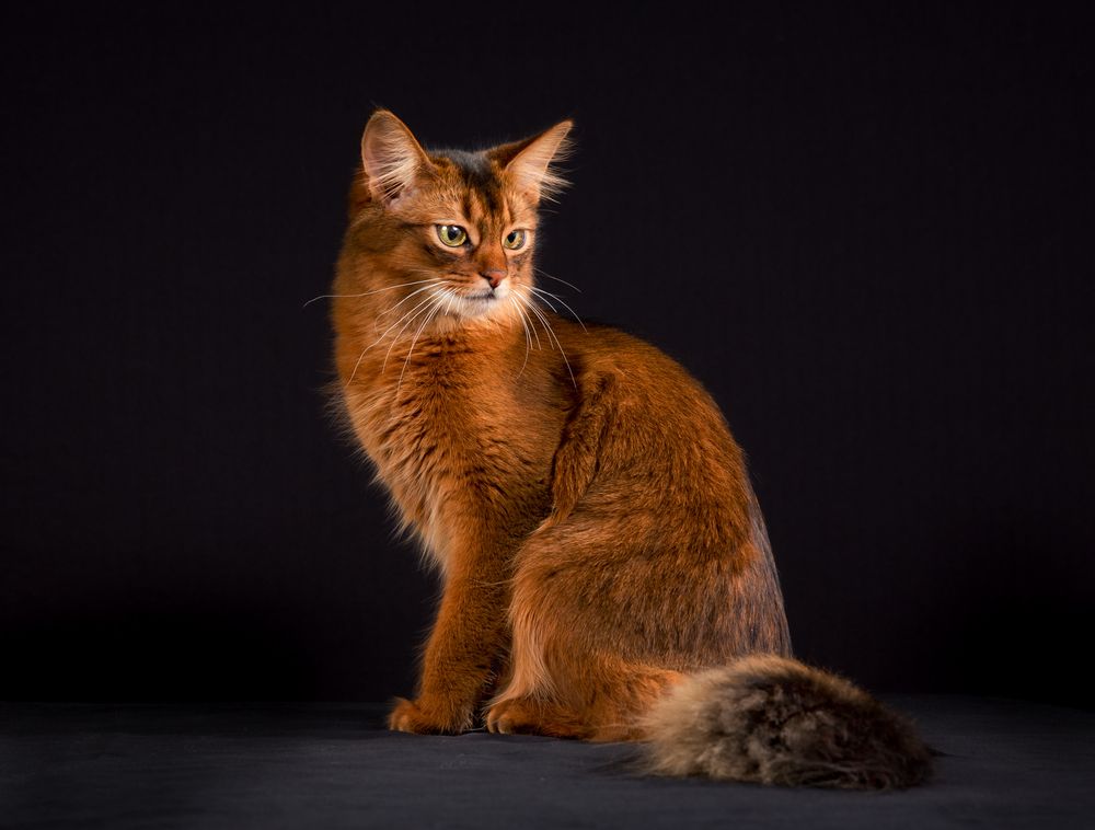 siedzący kot somalijski somali cat