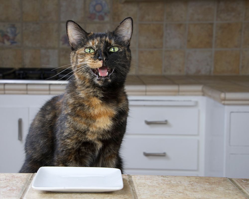 kot prosi o jedzenie