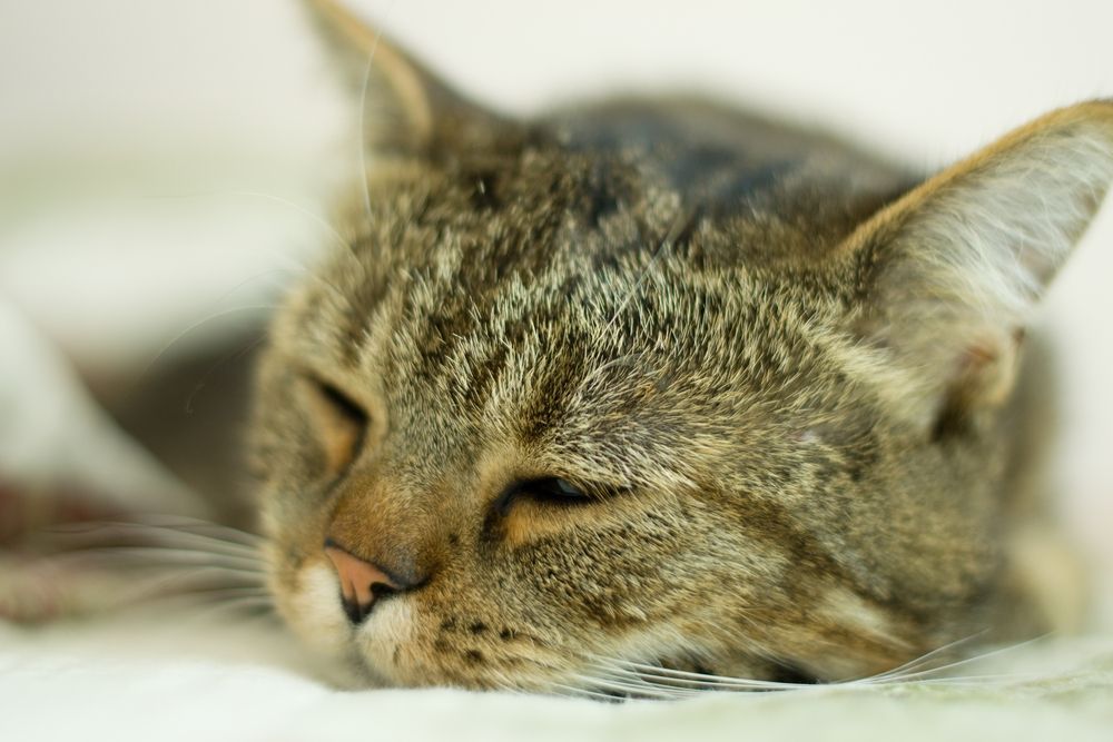 kot śpi z otwartym okiem