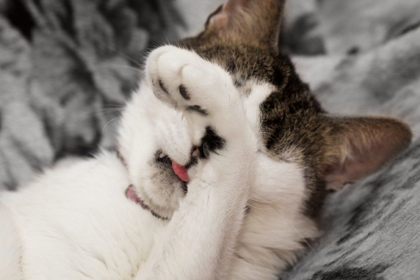 kot myje się po głaskaniu