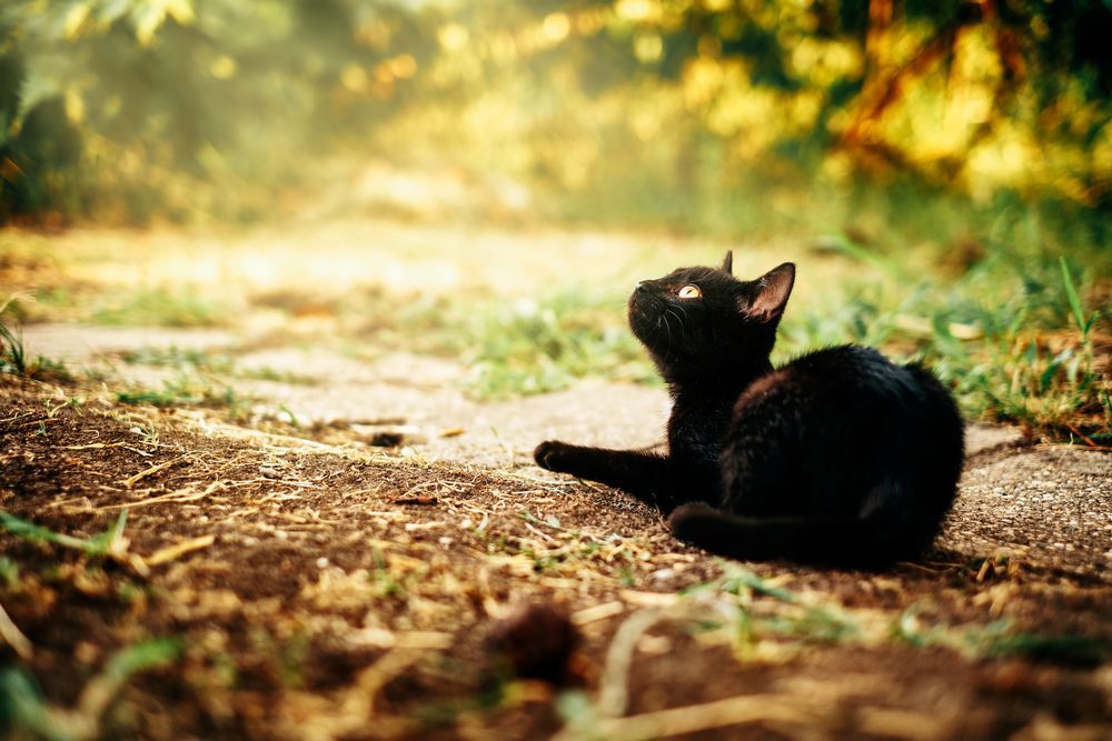czarny kot