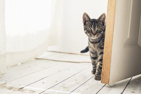 dlaczego kot otwiera drzwi