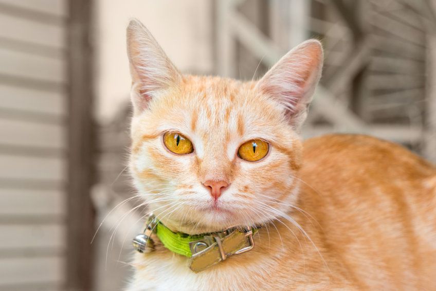 rudy kot z obróżką