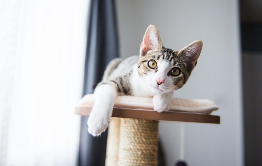 Kotek leży na drapaku