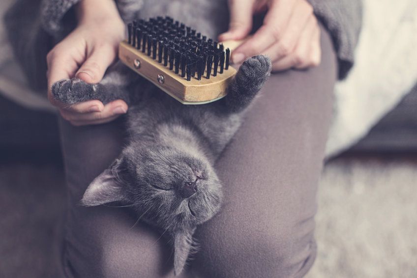 czesanie kota rosyjskiego