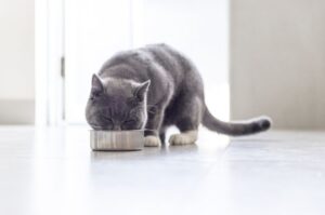 Kot brytyjski je z metalowej miski