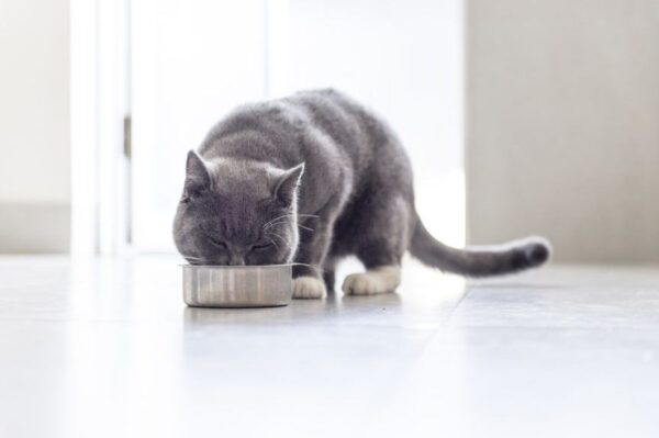 Kot brytyjski je z metalowej miski