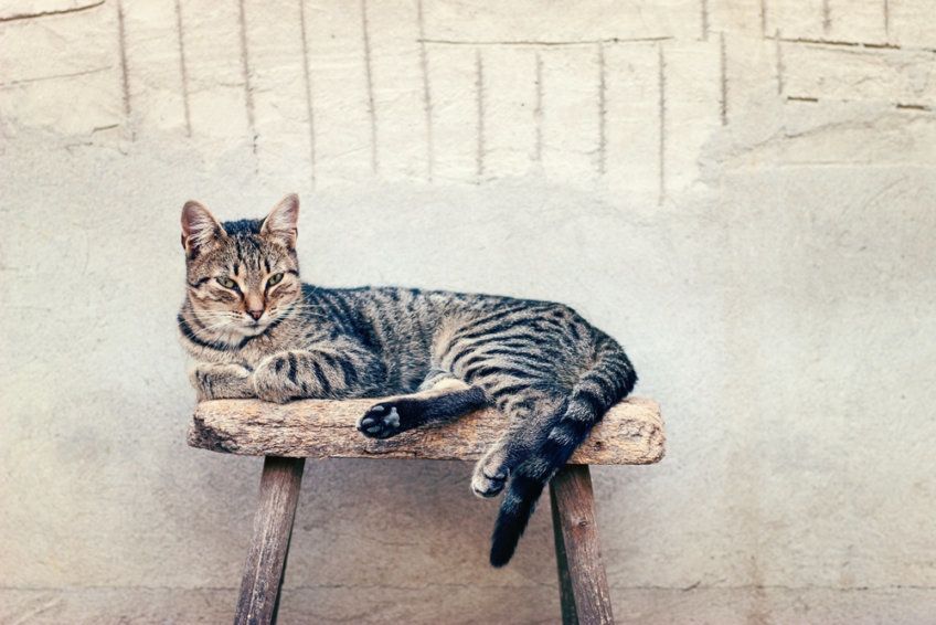 kot tabby leży na krześle