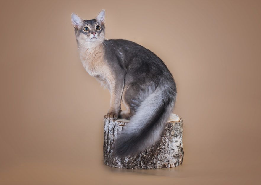 niebieski kot somalijski somali cat