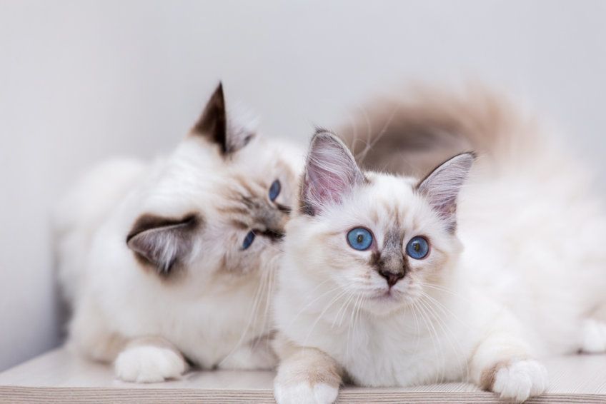 Dwa koty birmańskie