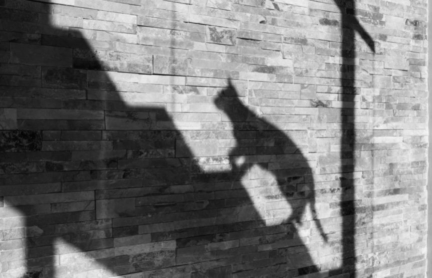 Cień kota, który idzie po schodach
