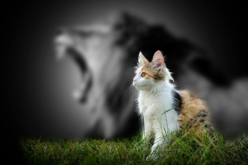 odważny kot jak lew