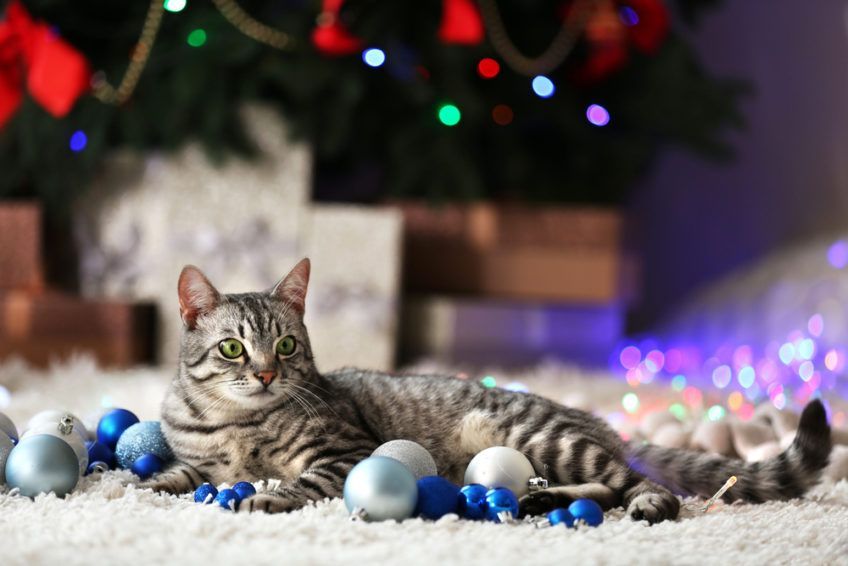 pręgowany kot bawi się bombkami