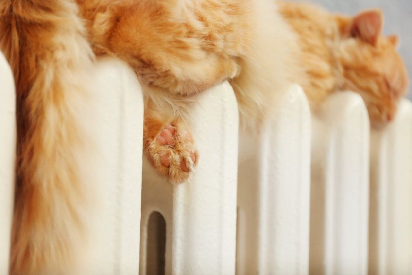 Kot śpi na kaloryferze